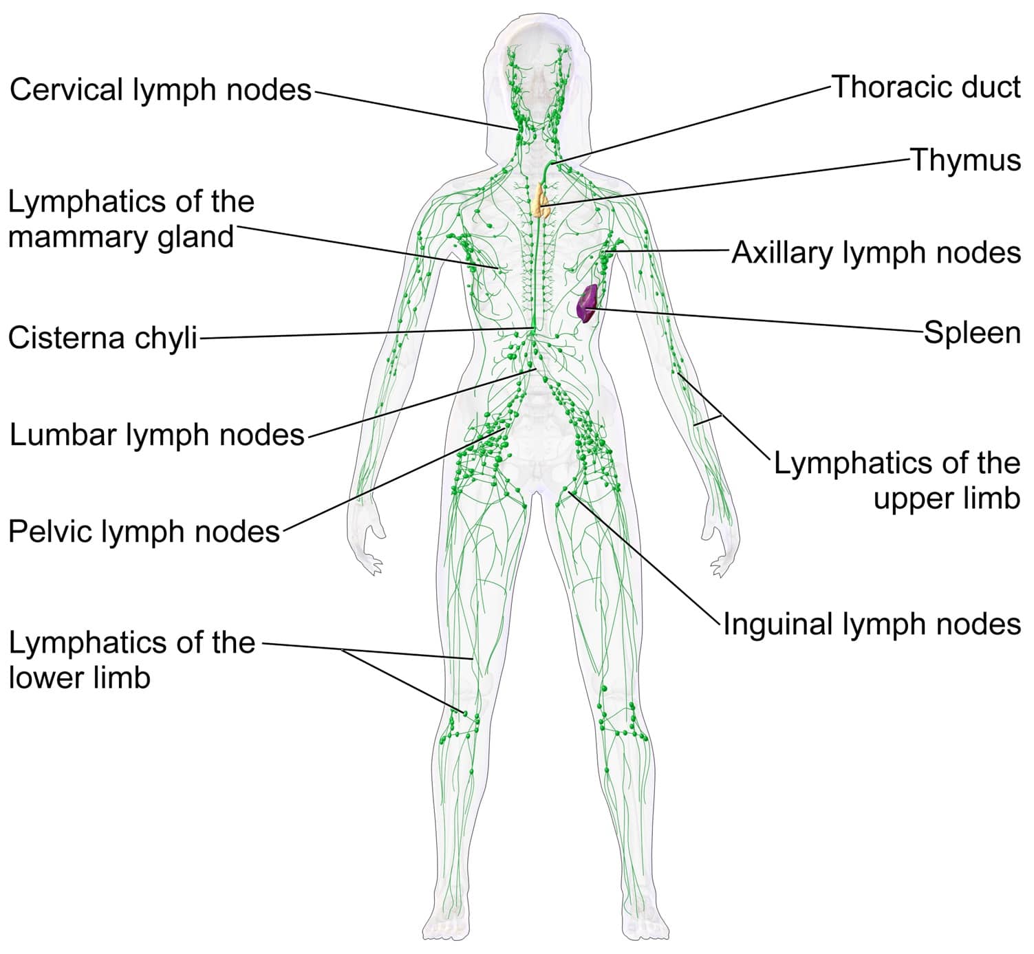 Blausen 0623 Lymphaticsystem Female